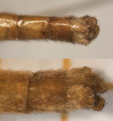 Réf. 319 055 : Keroplatus testaceus